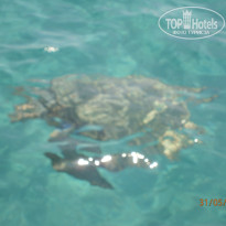 фото из отзыва ID 334004