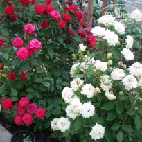 фото из отзыва ID 337825