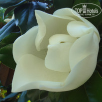 фото из отзыва ID 348362