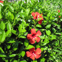 фото из отзыва ID 349931