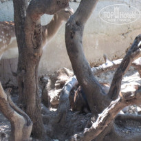 фото из отзыва ID 349931