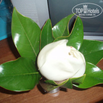 фото из отзыва ID 350932