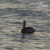 фото из отзыва ID 353285