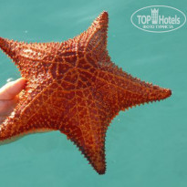 фото из отзыва ID 353285