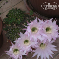 фото из отзыва ID 366198