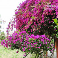 фото из отзыва ID 369069