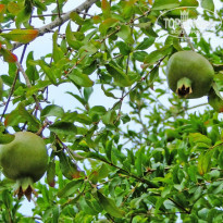 фото из отзыва ID 369069