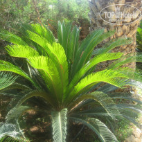 фото из отзыва ID 370094