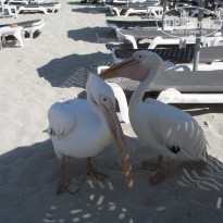 фото из отзыва ID 370384