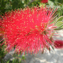 фото из отзыва ID 372762