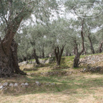 фото из отзыва ID 372770