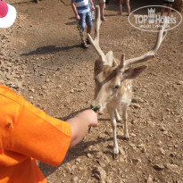 фото из отзыва ID 373461