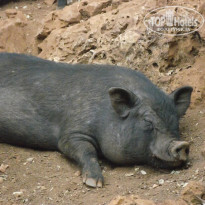 фото из отзыва ID 373461