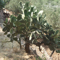 фото из отзыва ID 373461