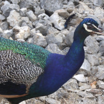 фото из отзыва ID 373461