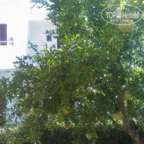 фото из отзыва ID 375328