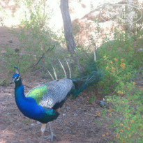 фото из отзыва ID 378252