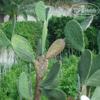 фото из отзыва ID 388387