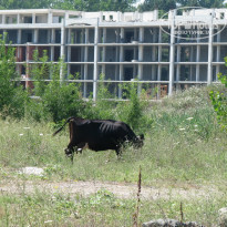 фото из отзыва ID 390966