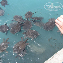 фото из отзыва ID 391102