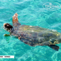 фото из отзыва ID 392754