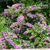 фото из отзыва ID 394128