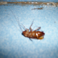 фото из отзыва ID 400239