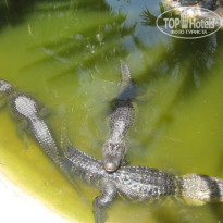 фото из отзыва ID 400854