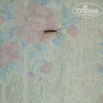 фото из отзыва ID 410194