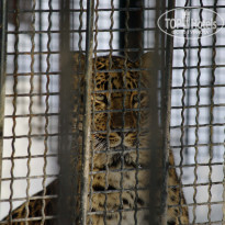 фото из отзыва ID 410531