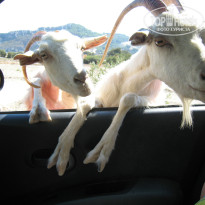 фото из отзыва ID 411490