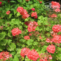 фото из отзыва ID 412311