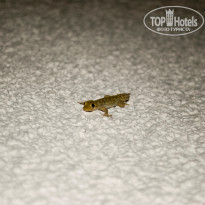 фото из отзыва ID 416367