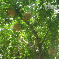 фото из отзыва ID 421181