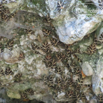 фото из отзыва ID 421181