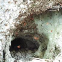 фото из отзыва ID 421181