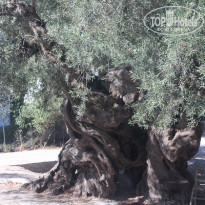 фото из отзыва ID 421837