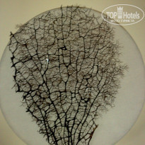 фото из отзыва ID 427685