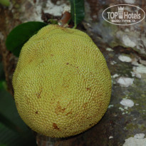 фото из отзыва ID 431257