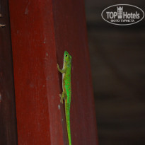 фото из отзыва ID 431257