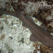 фото из отзыва ID 435171