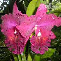 фото из отзыва ID 435171