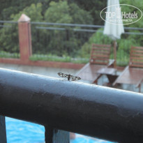 фото из отзыва ID 435503