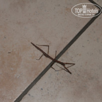 фото из отзыва ID 436229