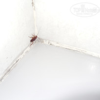 фото из отзыва ID 437295