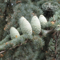 фото из отзыва ID 437900