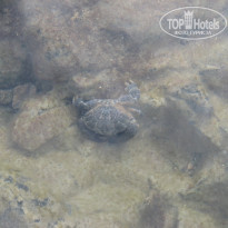 фото из отзыва ID 437900