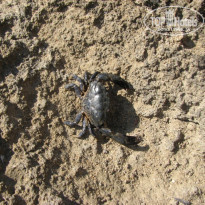 фото из отзыва ID 437900