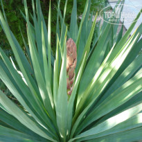 фото из отзыва ID 437900