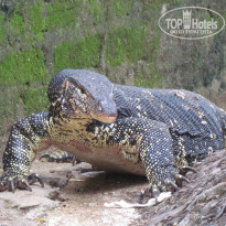 фото из отзыва ID 440029